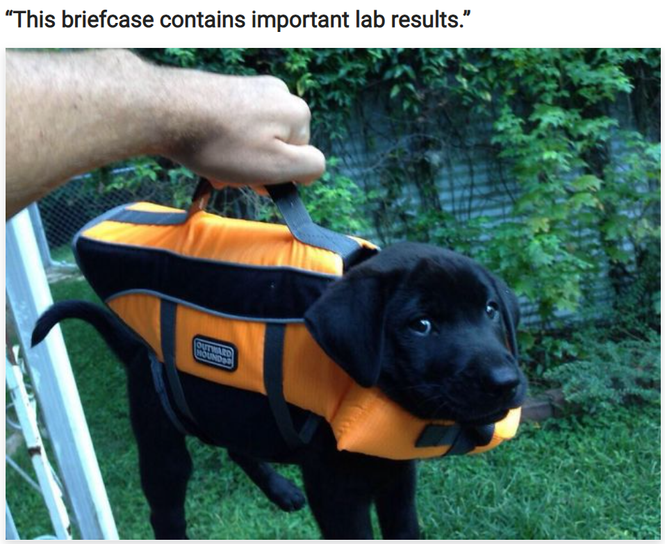 2021-06-02 19_09_41-10+ Times Retrievers Proved They Are The Purest Dogs Ever.png