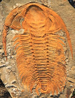 266px-Paradoxides_sp.jpg