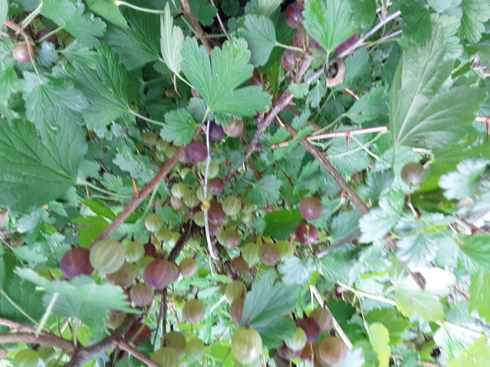 6 Edibles Gooseberries, Kruisbessen.jpg