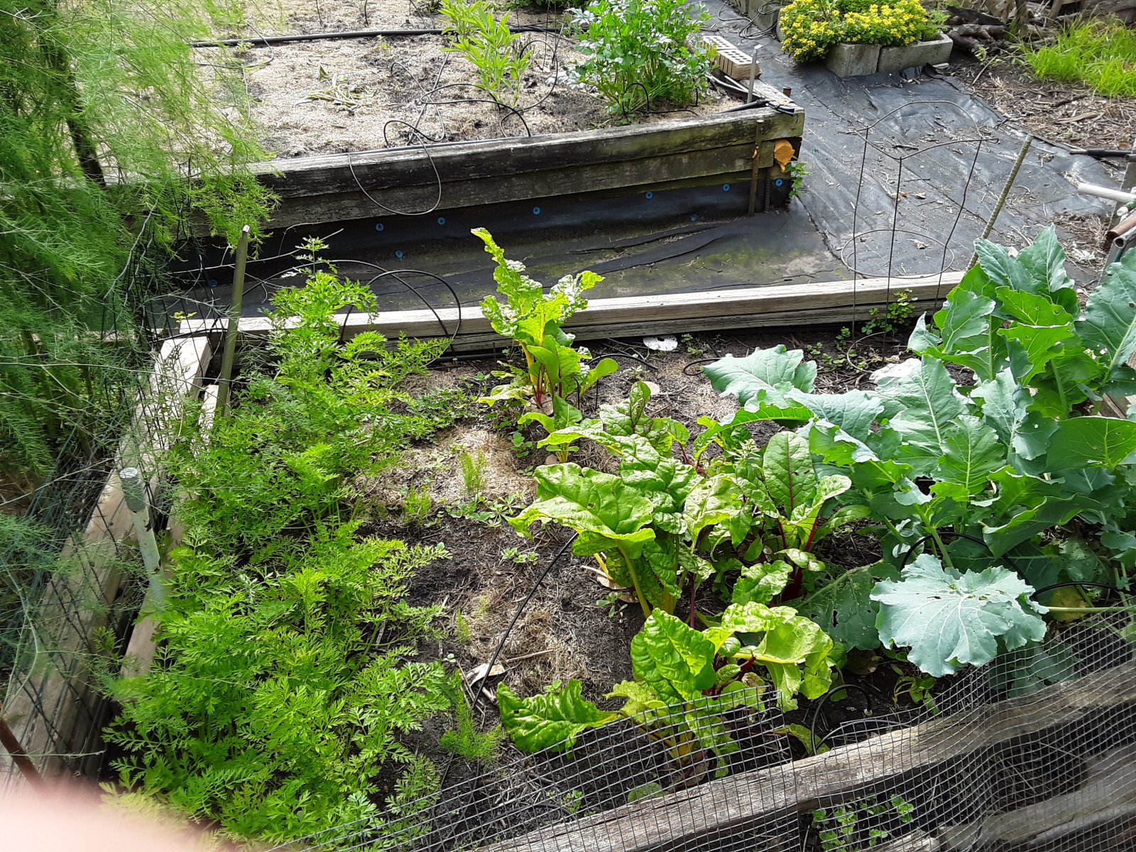 9 Edibles, L to R, carrots, chard, kohlrabi.jpg