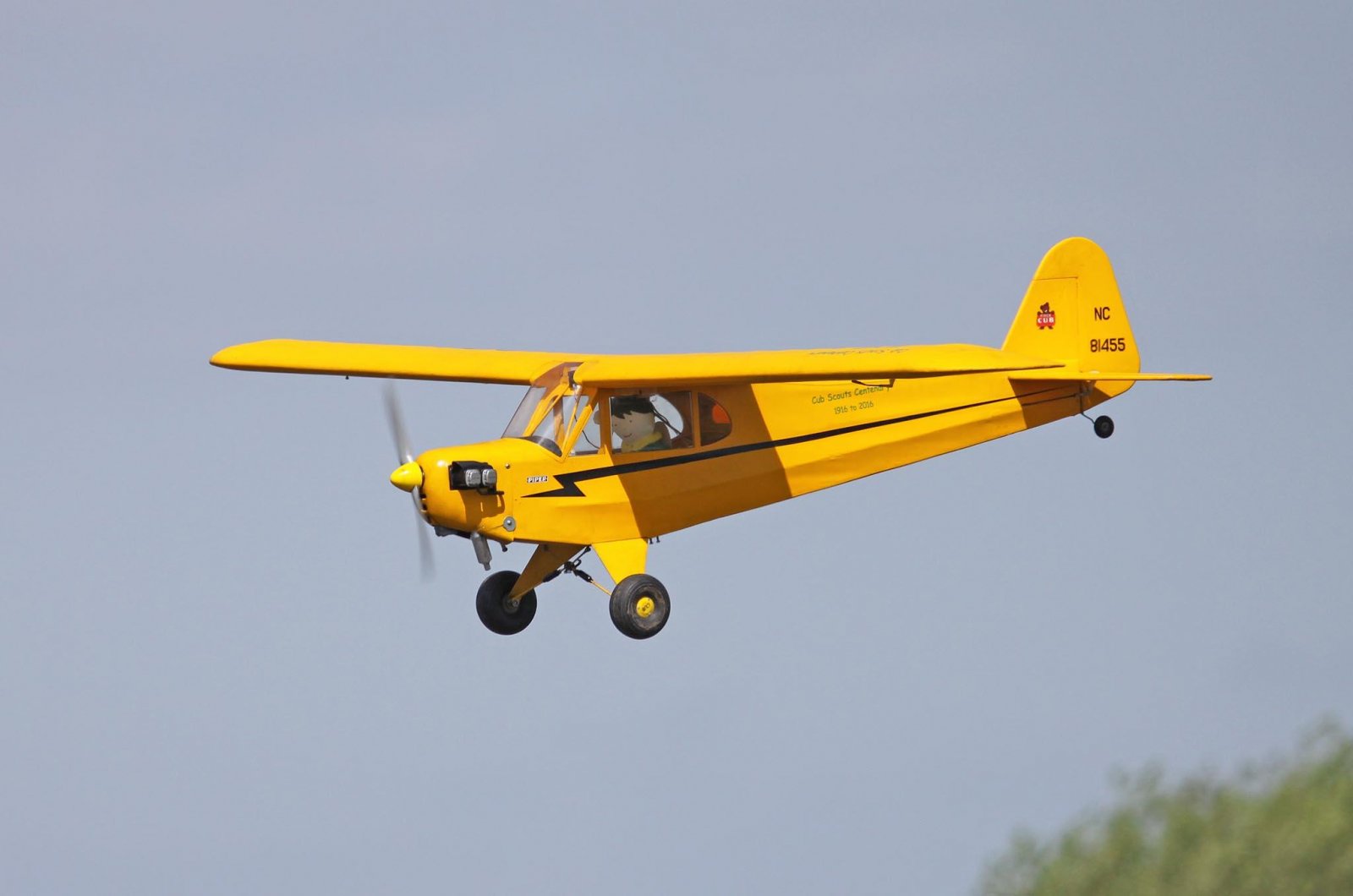 cub.jpg