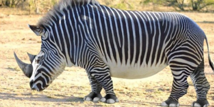 dieren-samenvoegen.png