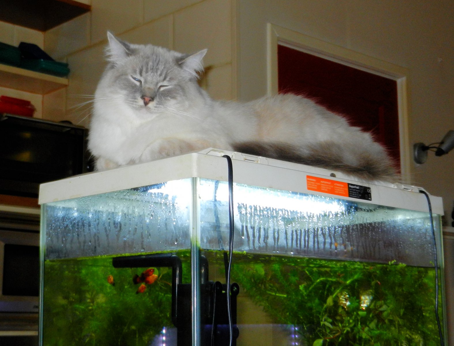DSCN4279.JPG