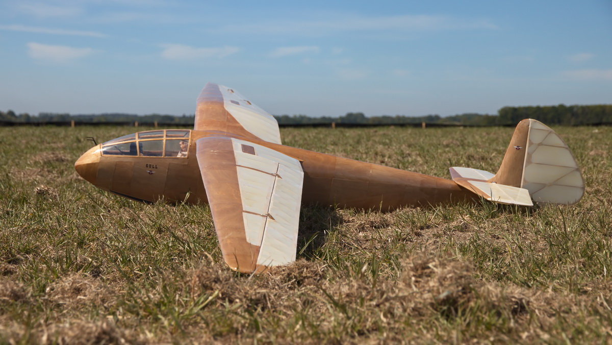 Gull-01.jpg