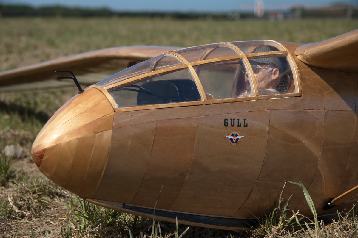 Gull-02.jpg