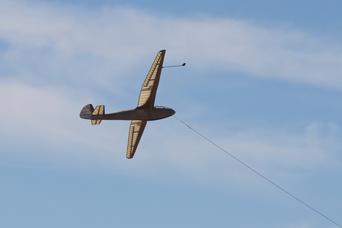 Gull-13.jpg
