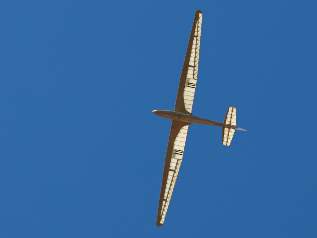 Gull-14.jpg