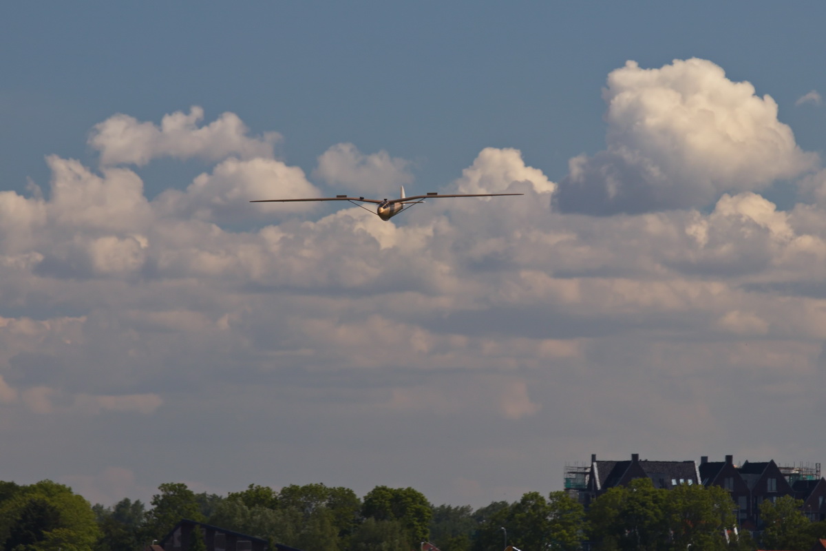 Gull-15.jpg