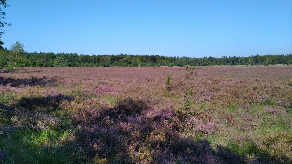 klein stukje heide.jpg