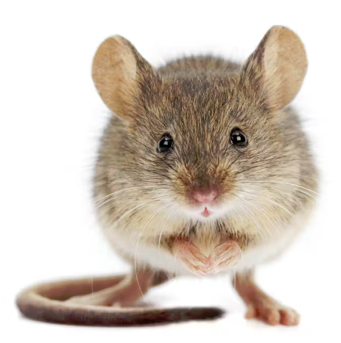 muis.png