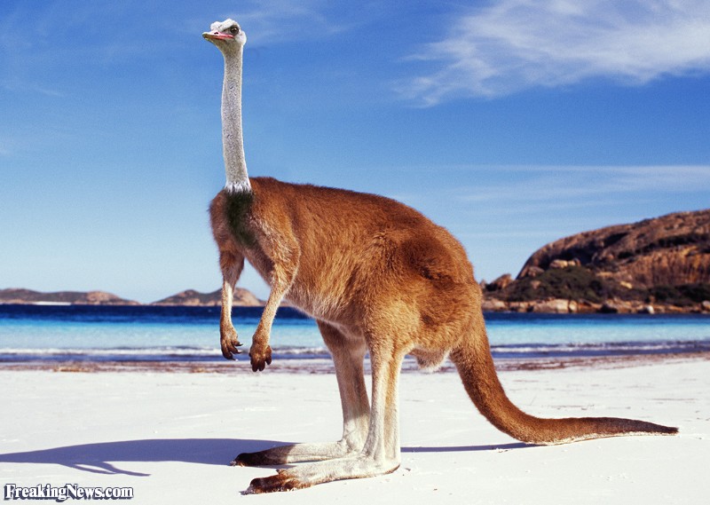 Ostrich-Kangaroo--72073.jpg