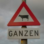 Overstekende%20Koe%20Of%20Ganzen%20thumb.jpg