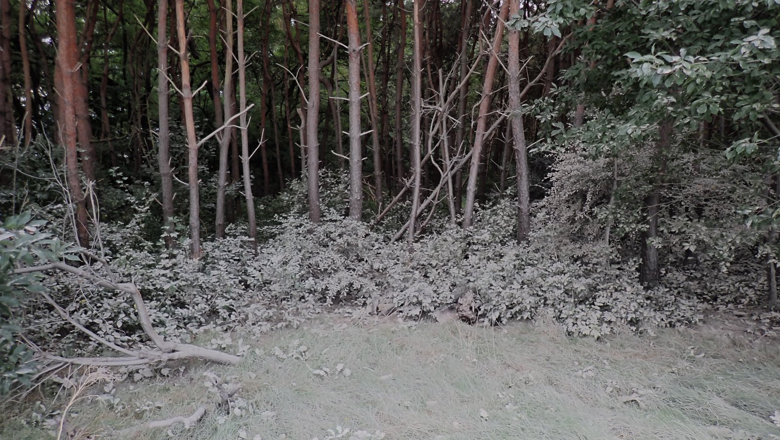 PA020537.JPG
