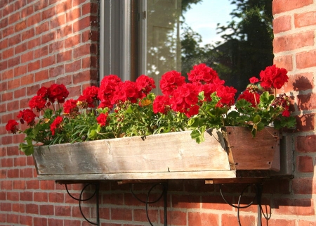 plantjes.jpg