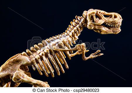 rex-skelet-dinosaurus-tyrannosaurus-stockfoto_csp29480023.jpg