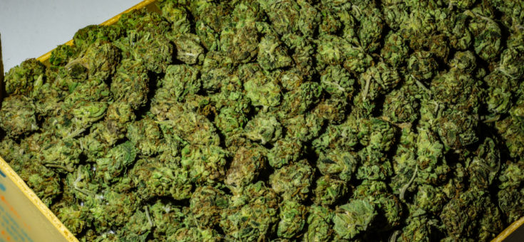 wiet-export-bak-cannabis-mediwietsite-735x340.jpg