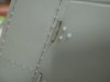 Bell 206 rivets 013.JPG