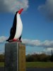 Pingu3.JPG