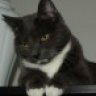 Mokey
