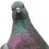 Patatduif