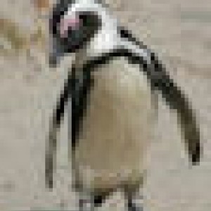 Pinguin