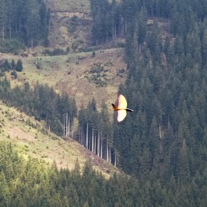 IMG_0066