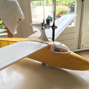 West Wings Swallow