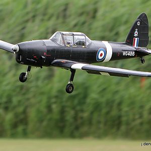 Chipmunk 403