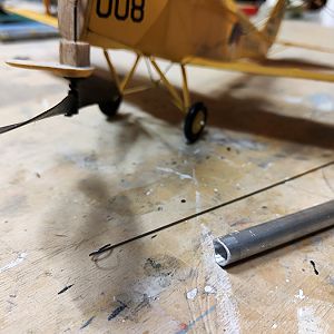 FF_TIGER_MOTH_095