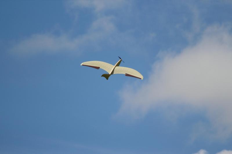 IMG 4754