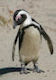 Pinguin